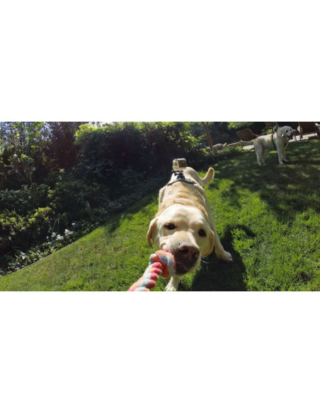 GoPro kameros diržai šuniui Apple - 5